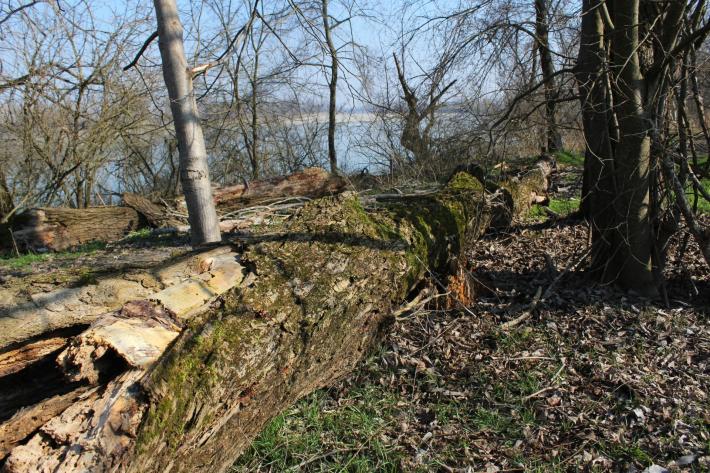Alberi caduti sulla via Alzaia del Po