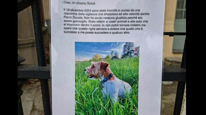 Cani sempre al guinzaglio