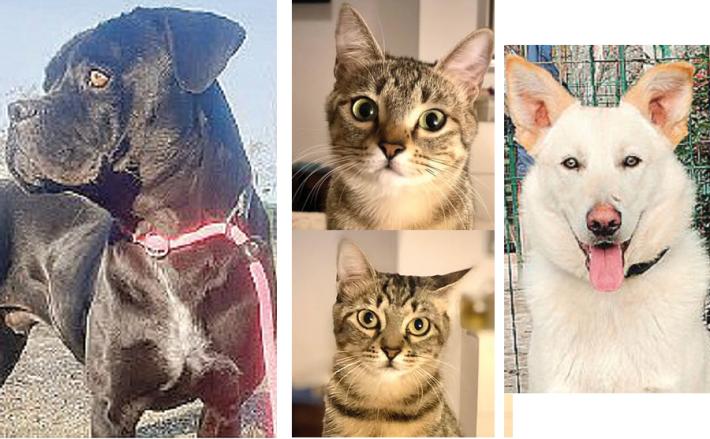Ade, Viola con Margherita e Romeo: due cani e due gatti cercano casa 