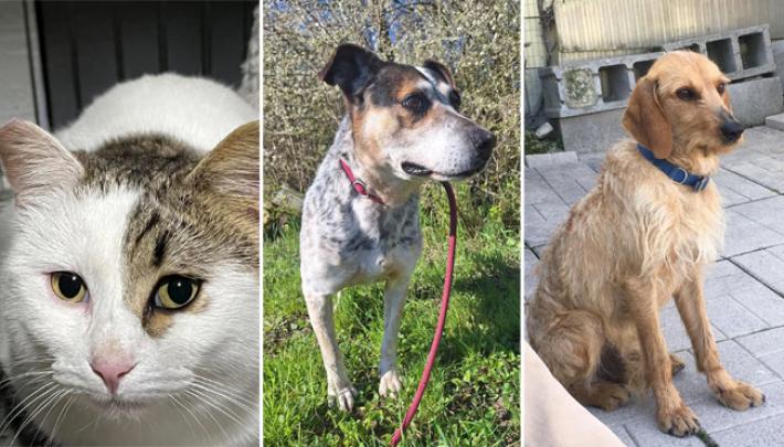 Adottiamoli Mickey, Ulisse e Biondino