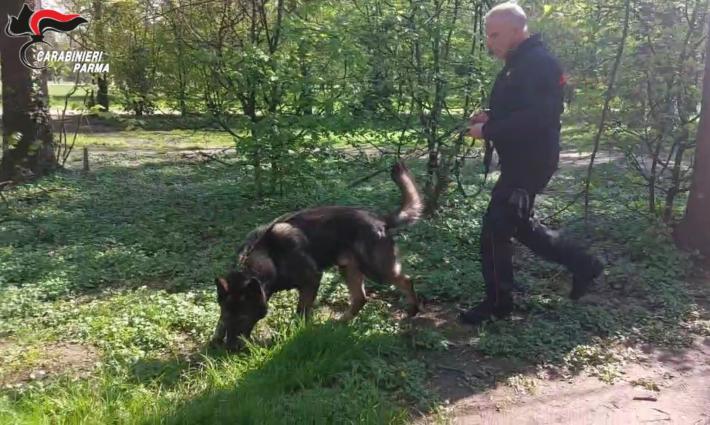 Scappa alla vista dei carabinieri, lanciando la droga: inseguimento  tra i vicoli, preso e denunciato. Non doveve essere a Parma