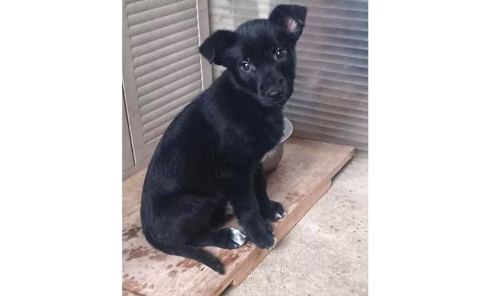 Le volontarie chiedono aiuto per adottare la cagnolina&nbsp; Stella