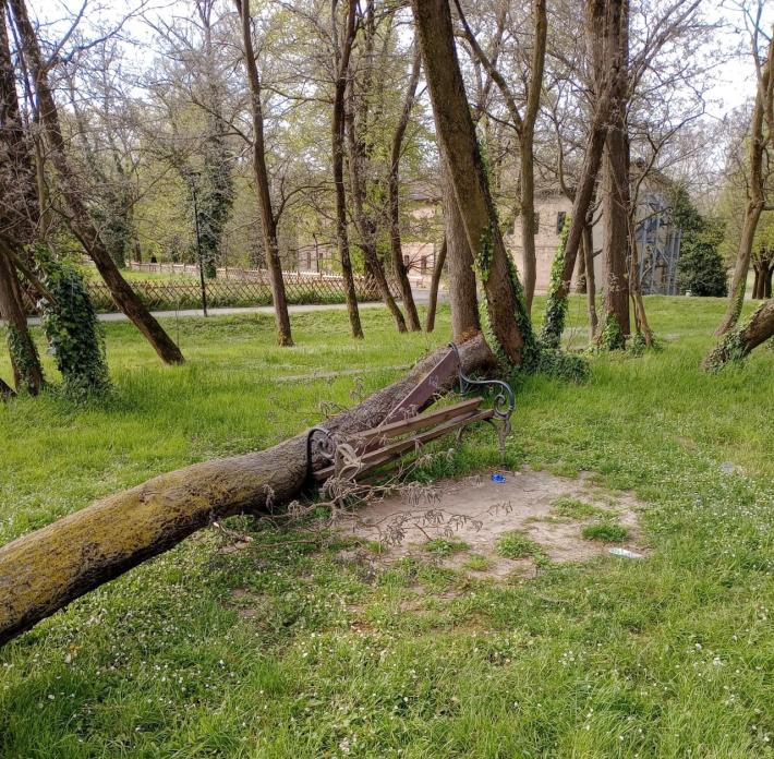 Cittadella pianta distrugge una panchina
