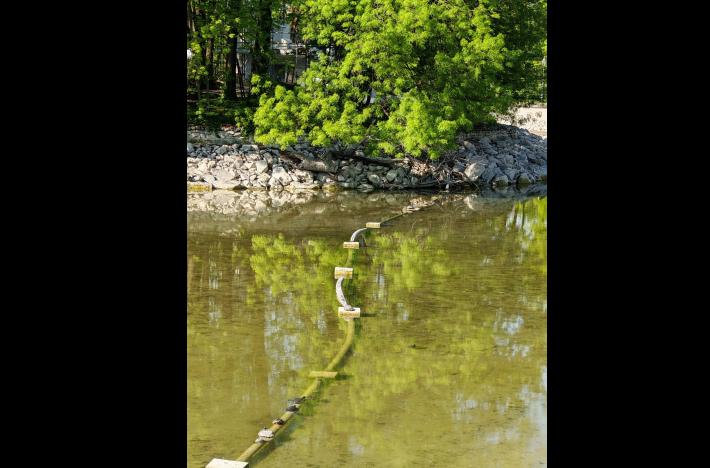 le dieci tartarughe sfuggite alla cattura di novembre 