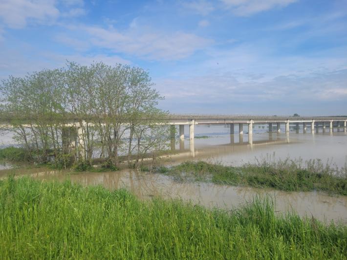 Abbandona il pitbull nella golena del Po