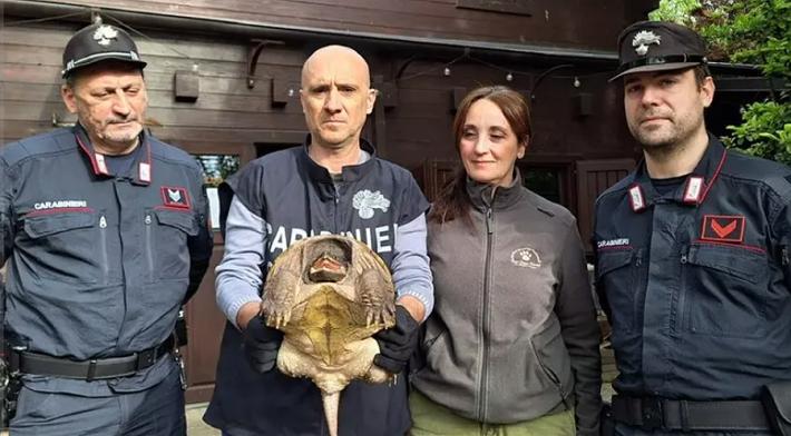 Sequestrata nel Modenese una tartaruga alligatore