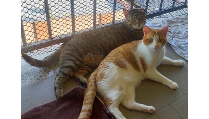 Sos per mici Tommy e Francesco