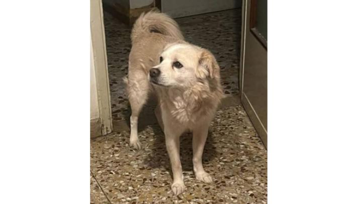 Fidenza Sos per Lillo 