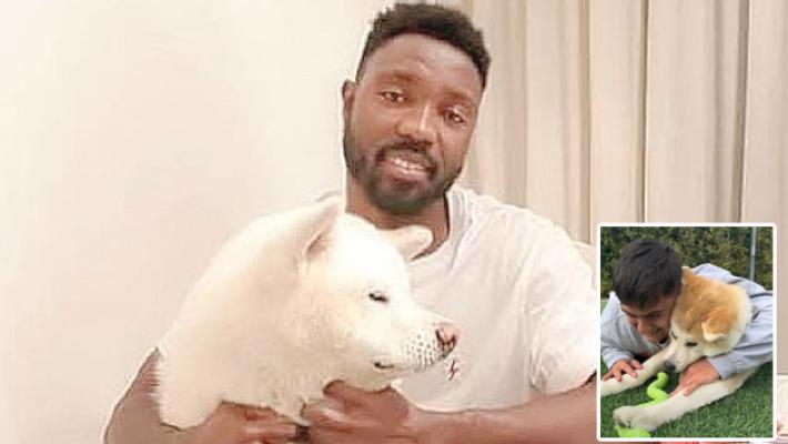 L'Akita, il nobile giapponese che ha conquistato i calciatori