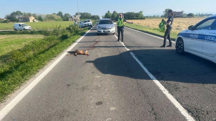 Incidente Capriolo