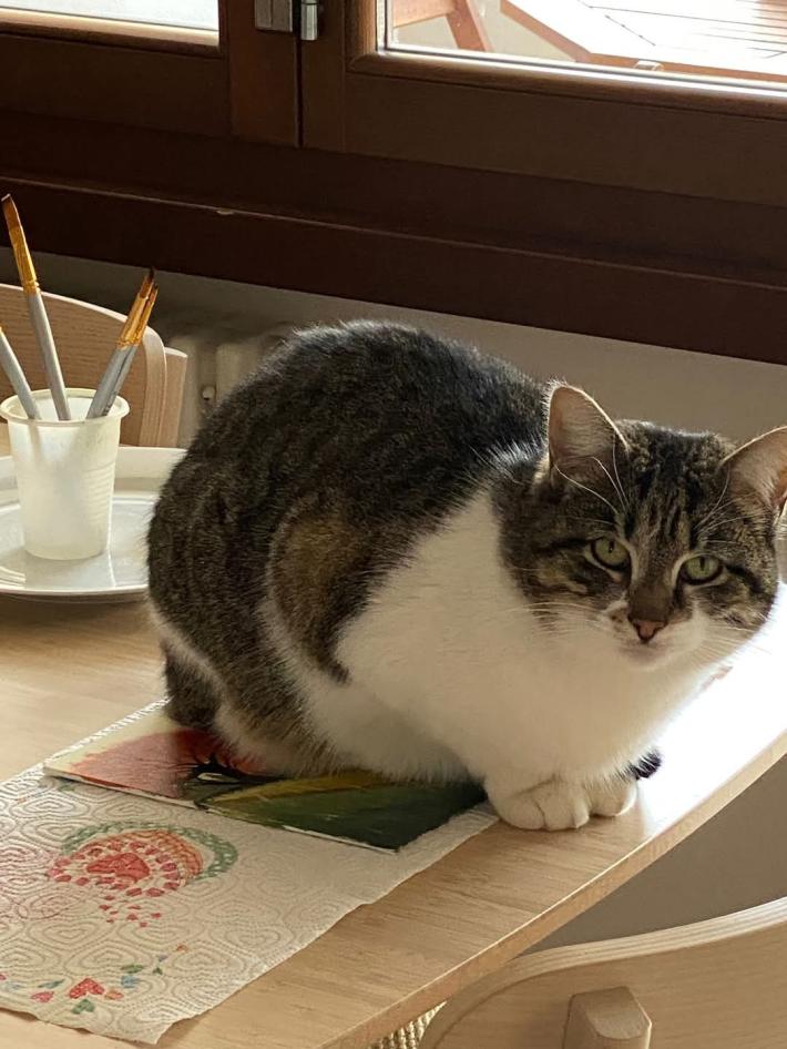 Appello per Mia, che si &egrave; persa a Sala Baganza 