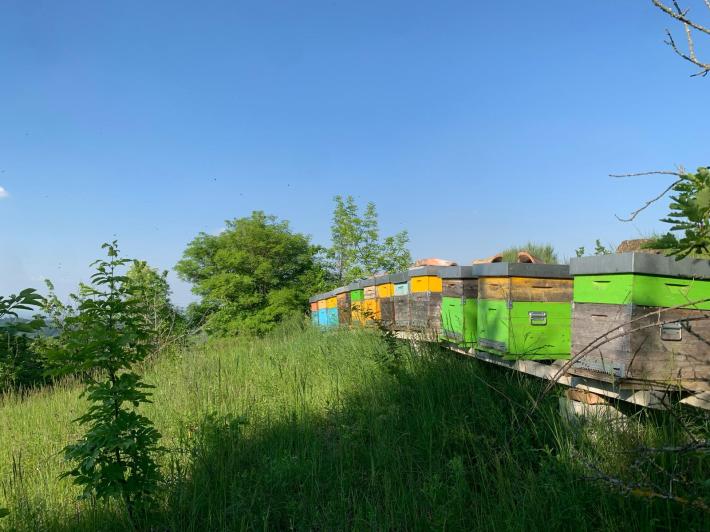 Furto di api: sparite 7 arnie dall'azienda Casa Pietra