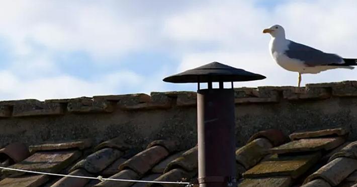 Conclave, il gabbiano del comignolo della Sistina protagonista social