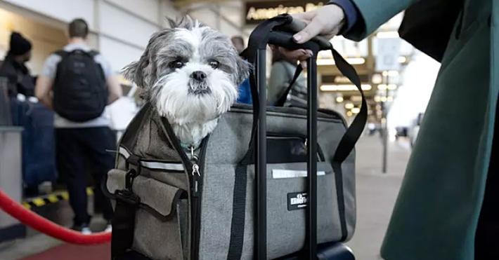 Pi&ugrave; facile volare con cani e gatti in cabina