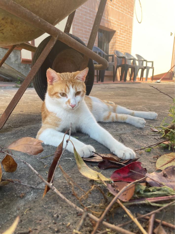 Smarrito gatto a Sala Baganza