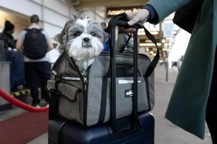 In aereo con gli amici a 4 zampe anche di taglia grande