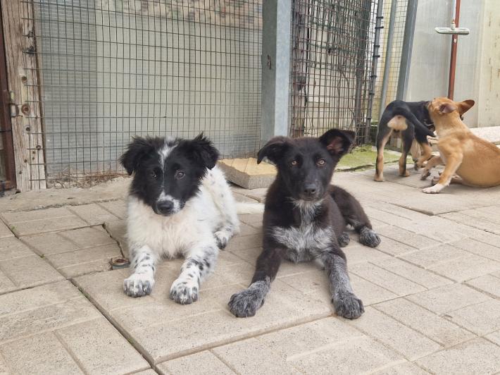 Quattro cuccioli in cerca di famiglia