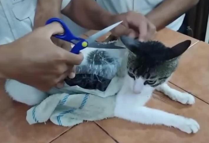Gatto-corriere della droga catturato in carcere del Costa Rica