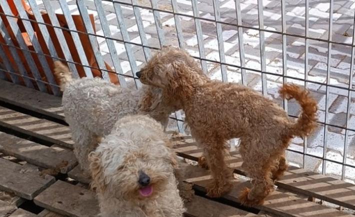 Cerca di acquistare una Barboncina Toy su internet ma viene truffata. Denunciato 45enne italiano