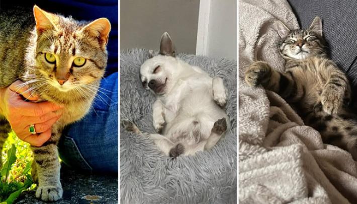 Gerri, Muffin e Romeo