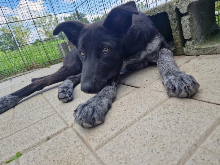 Abbandonata in strada, la dolce Nika cerca casa