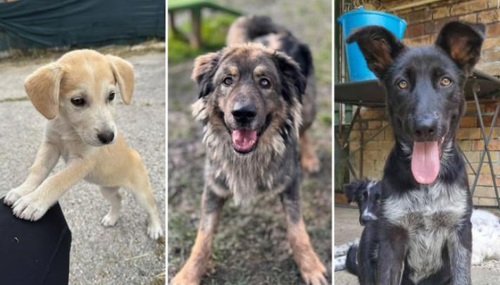 Elettra, Aragon e Nika: cuori pelosi cercano casa e amore