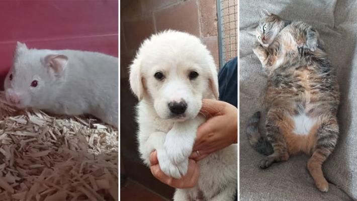 Criceti, Ugo e Birba