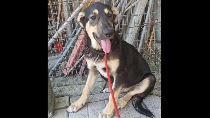 Ritrovato in strada insieme ai suoi fratelli: Lucky cerca una famiglia