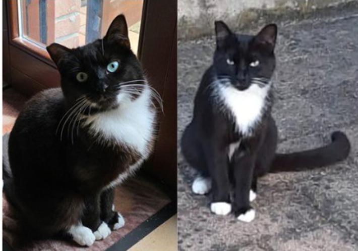 Aiutateci a ritrovare Candy 