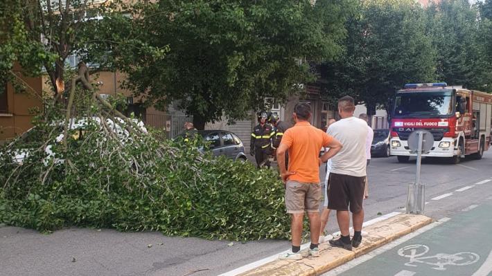 Paura in viale Piacenza: un grosso ramo &egrave; caduto in mezzo alla strada