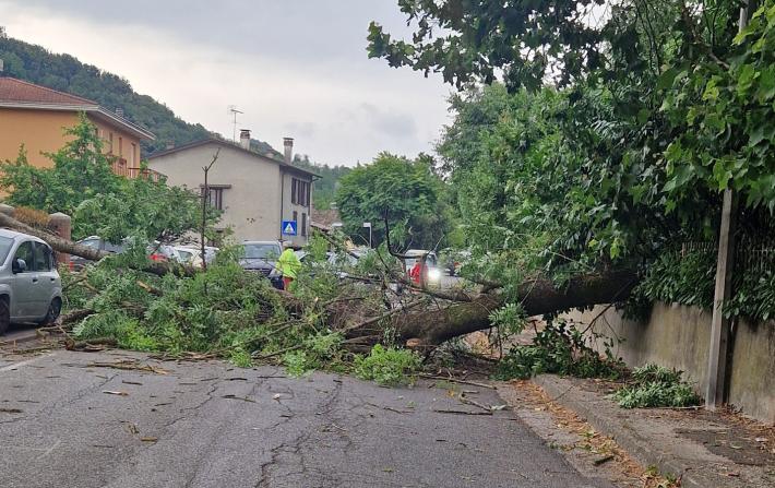 Paura a Salsomaggiore, un albero crolla in mezzo alla strada: traffico in tilt