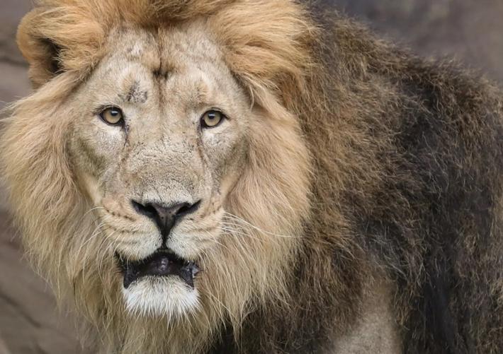 Leone fugge da un parco in Turchia e aggredisce un agricoltore