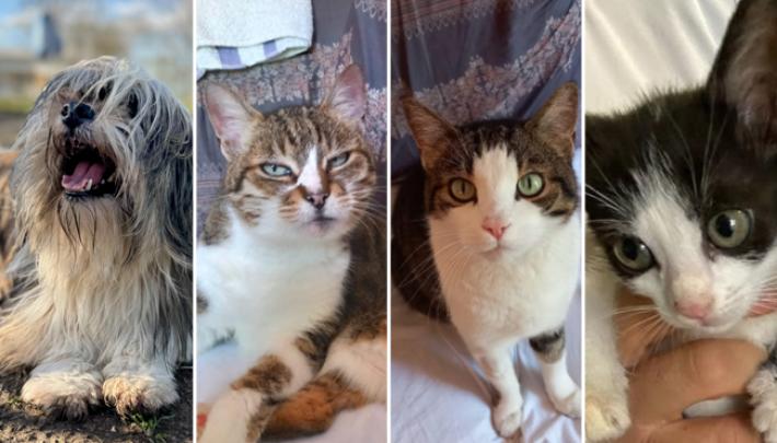 Adottiamoli Luke, Luciano e Mir&ograve; , Alice ed Ellen