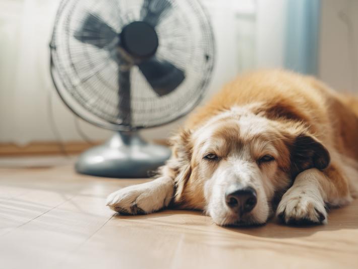 Colpi di calore, ma non solo. I rischi estivi per  cani e gatti