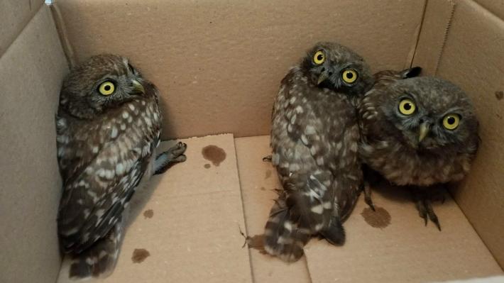 Tre civette salvate a Zibello