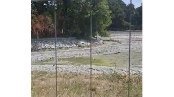 Il laghetto &egrave; senz'acqua: animali in crisi