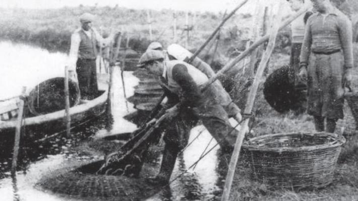 Anguille, pescatori nel Po e nella Parma