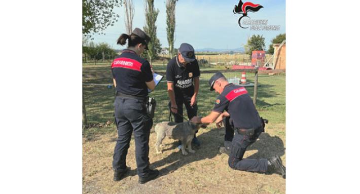 Allevamento abusivo, 12 cani sequestrati dai Carabinieri forestali di Parma: affidati a Oipa ed Enpa, ora possono essere adottati 