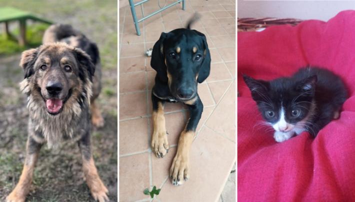 Adottiamoli Aragon, Nerona e Matilde