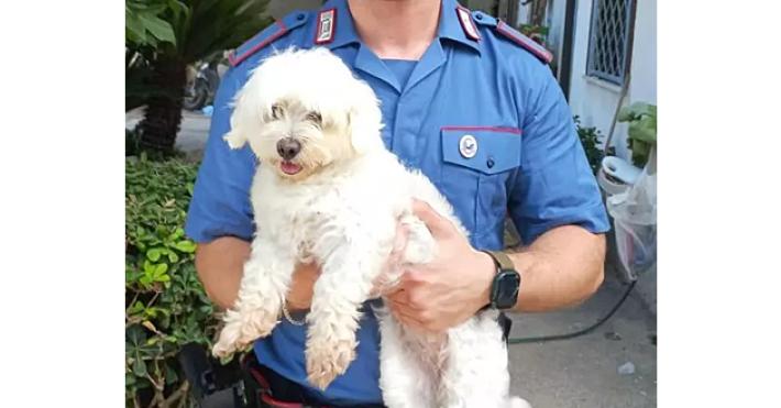 "Se vuoi rivedere il cane prepara 450 euro", arrestato 16enne