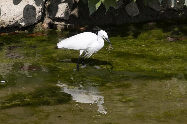 Una garzetta a caccia di cibo nella Parma