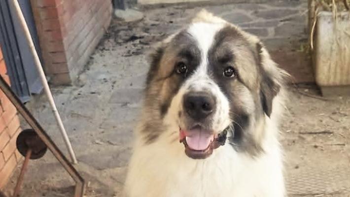 San Bernardo di appena un anno cerca casa 