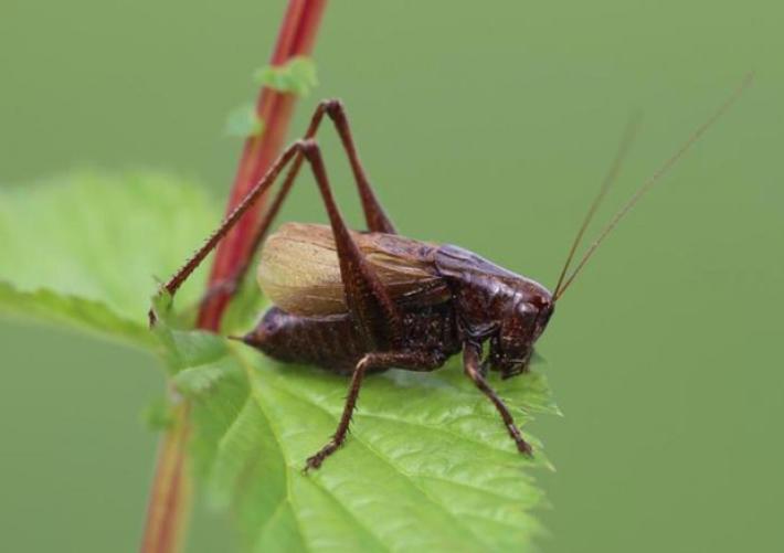 Nella Bassa Modenese un'invasione di grilli, 'nessun pericolo'