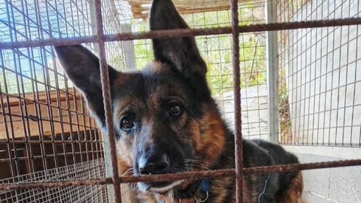 Pastore tedesco di 5 anni cerca casa