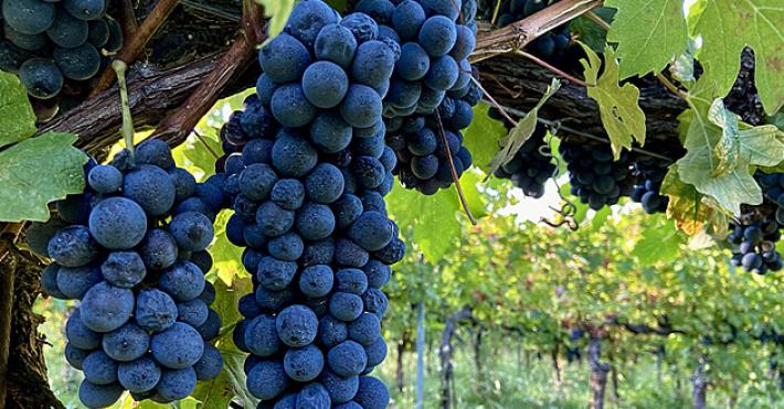  Vendemmia 2025, buone prospettive per l&rsquo;annata