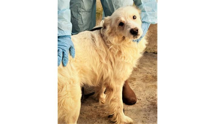 Aiutiamo il dolce Polar a trovare un famiglia