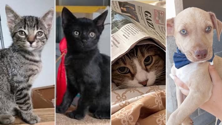 Leila, Combo, Birba e Taco