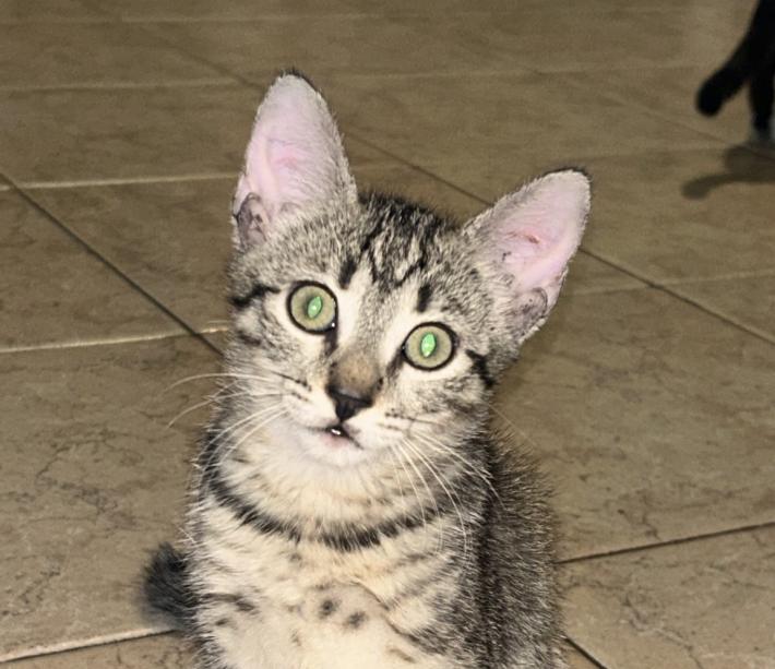 Gattina di due mesi cerca casa 