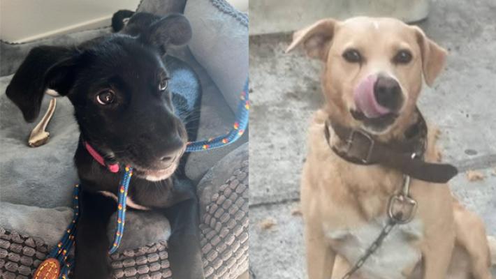 I cagnolini Dick e Mila cercano casa