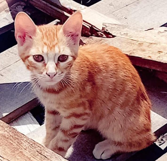 Tre micini rossi cercano casa 